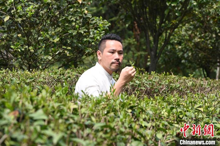 陳耘嘉查看茶葉生長(zhǎng)情況。　張金川 攝