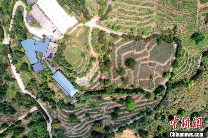 航拍海拔千米高山上的岳山嘉茗茶莊園。　張金川 攝
