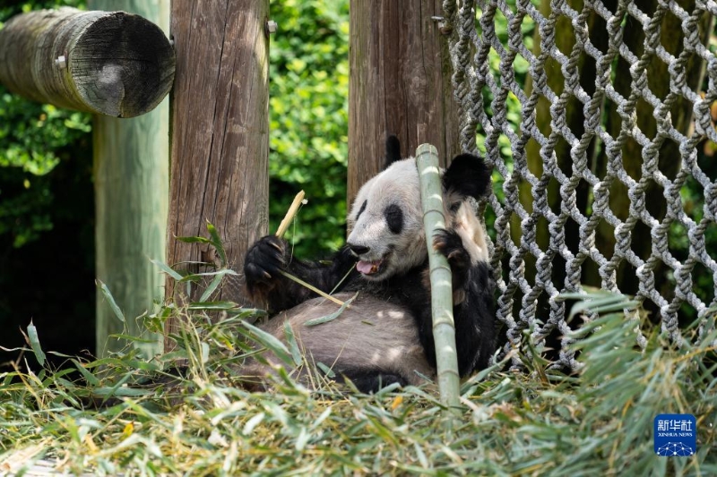 這是4月25日在美國田納西州孟菲斯動物園拍攝的大熊貓“丫丫” 。新華社記者 劉杰 攝 3