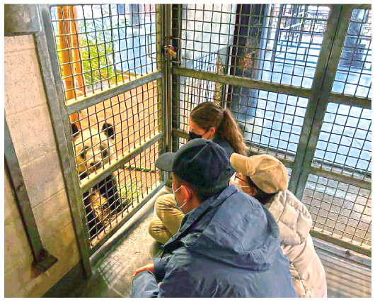 北京動物園工作人員和孟菲斯動物園工作人員一起同“丫丫”增進熟悉度(4月11日攝)。