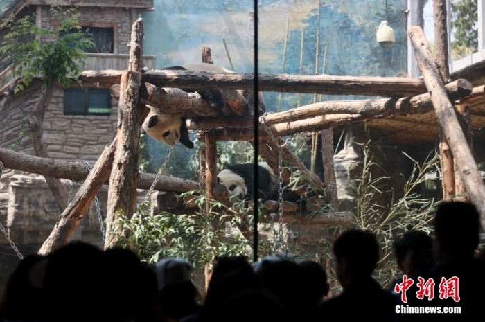 5月3日，“五一”假期最后一天，眾多游客前往北京動(dòng)物園大熊貓館觀賞憨態(tài)可掬的大熊貓。<a target='_blank' href='/'>中新社</a>記者 易海菲 攝