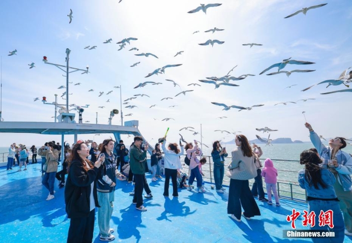 在山東省榮成市海驢島海域，游客們登上游艇，喂食黑尾鷗。李信君 攝