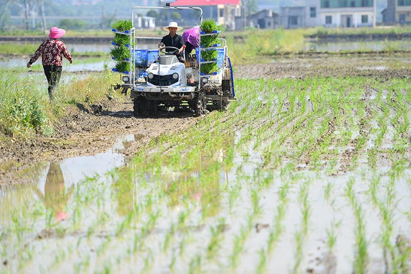 △2023年4月26日，湖南湘潭市雨湖區(qū)姜畬鎮(zhèn)易建河村的一處高標(biāo)準(zhǔn)農(nóng)田，農(nóng)民駕駛插秧機插秧。