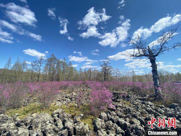 圖為盛開在石塘里的興安杜鵑。　張瑋 攝