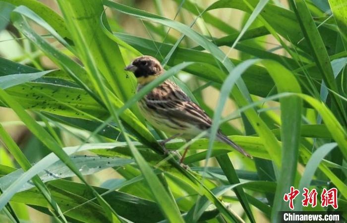奧林匹克森林公園蘆葦群落中的黃胸鹀?！∪~元興 攝