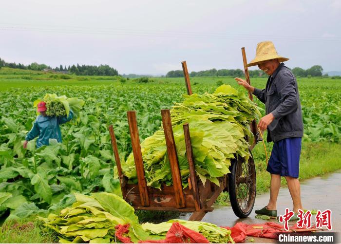 圖為在江西省吉安市安?？h嚴(yán)田鎮(zhèn)山背村，煙農(nóng)正在采收煙葉?！“哺？h煙草專賣局供圖
