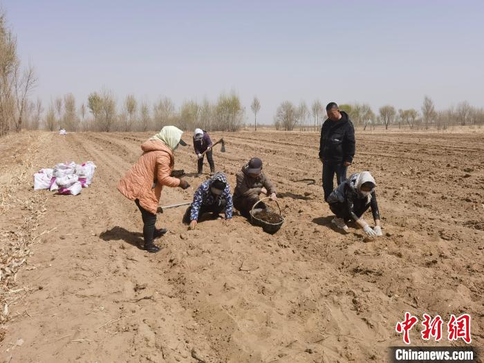圖為農(nóng)戶栽植草烏?！窃蔓?攝