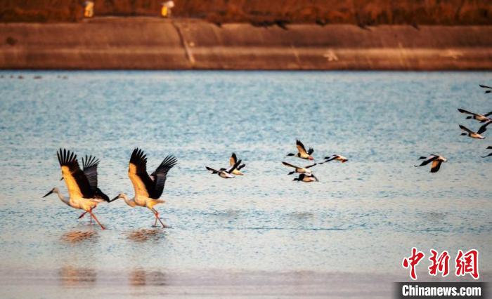 鳥兒在水面上低空飛翔。(資料圖) 孫家錄 攝