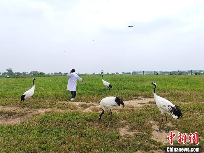 丹頂鶴和飼養(yǎng)員互動?！」热A 攝