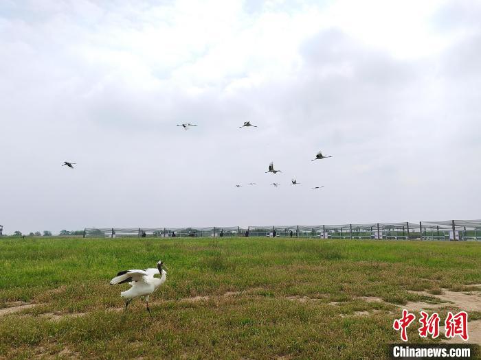 丹頂鶴在天空翱翔。　谷華 攝