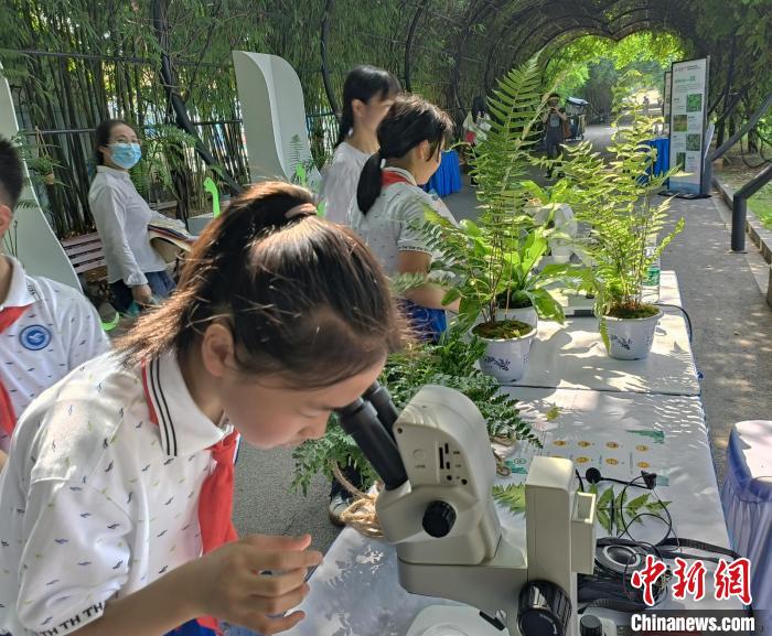 一位學(xué)生正在用顯微鏡觀察蕨類植物?！√菩∏?攝