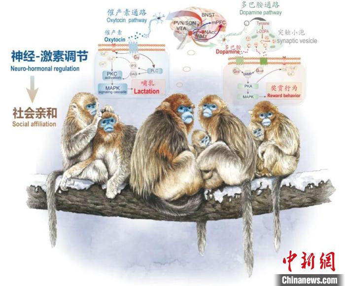 神經(jīng)-激素調(diào)節(jié)的適應(yīng)性變化增強(qiáng)社會(huì)親和力。　西北大學(xué)供圖