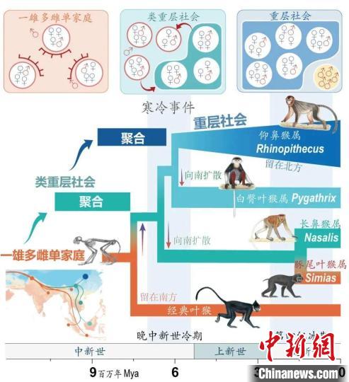 寒冷事件促進(jìn)亞洲葉猴社會(huì)聚合。　西北大學(xué)供圖