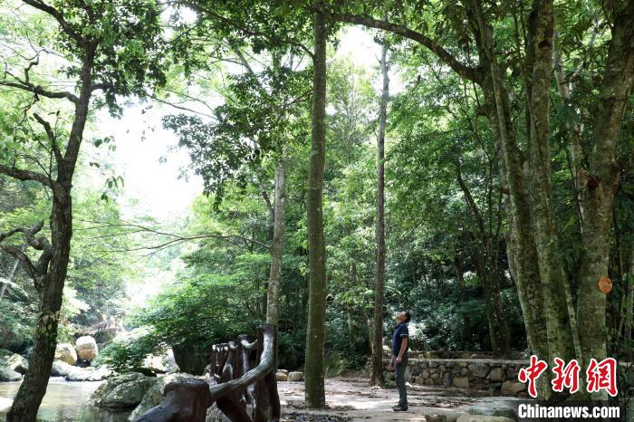 廣西大瑤山國家級自然保護區(qū)管理中心原副主任譚海明在觀察大瑤山瓊楠?！⒕S 攝