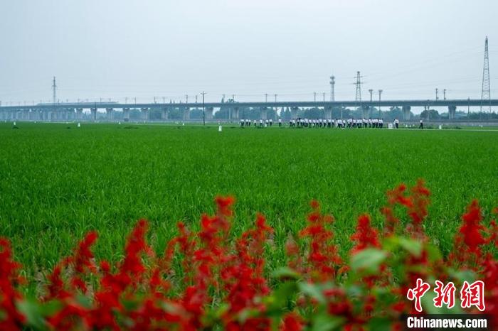 眉山市東坡區(qū)太和鎮(zhèn)永豐村高標(biāo)準(zhǔn)農(nóng)田一角?！⒅铱?攝
