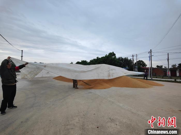 圖為工作人員用塑料布覆蓋麥堆，以防雨淋?！畲笥?攝