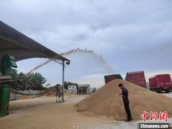 圖為工作人員正在查看剛烘干后的小麥?！畲笥?攝
