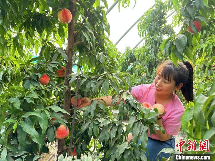 采摘水蜜桃?！⒌?攝
