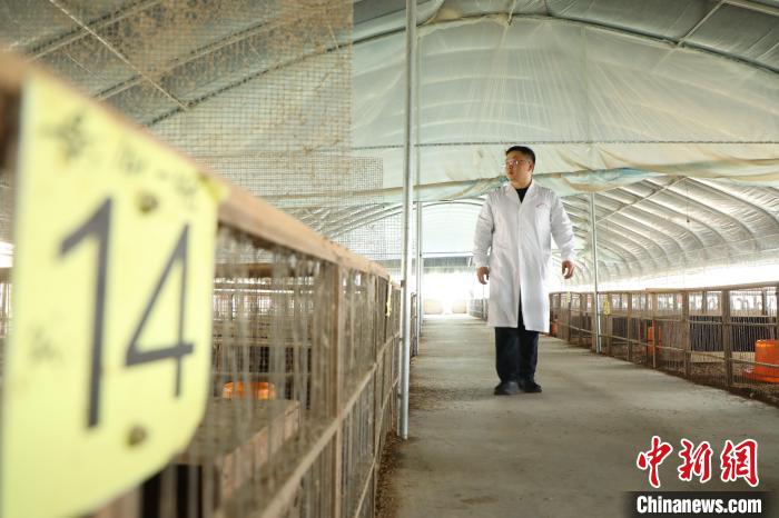 王勇在肥西縣銘傳鄉(xiāng)明航養(yǎng)殖基地指導(dǎo)?！》市?攝
