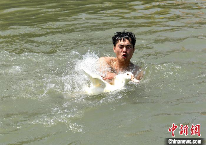 圖為海上捉鴨?！蚊?攝