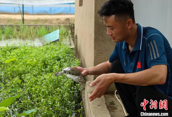 潘軍杰正在查看種鱉的健康狀況?！￡惣覙?攝