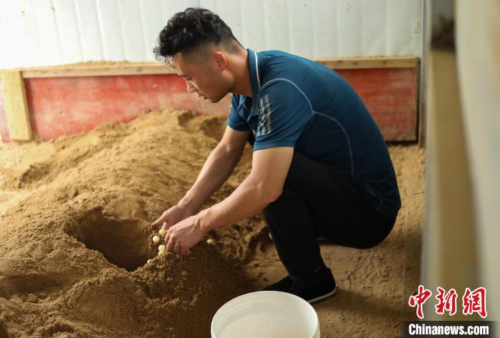 潘軍杰正在收老鱉產(chǎn)的鱉蛋?！￡惣覙?攝
