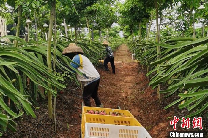 儋州市中和鎮(zhèn)水井嶺水果種植基地的火龍果迎來采摘期?！×栝?攝