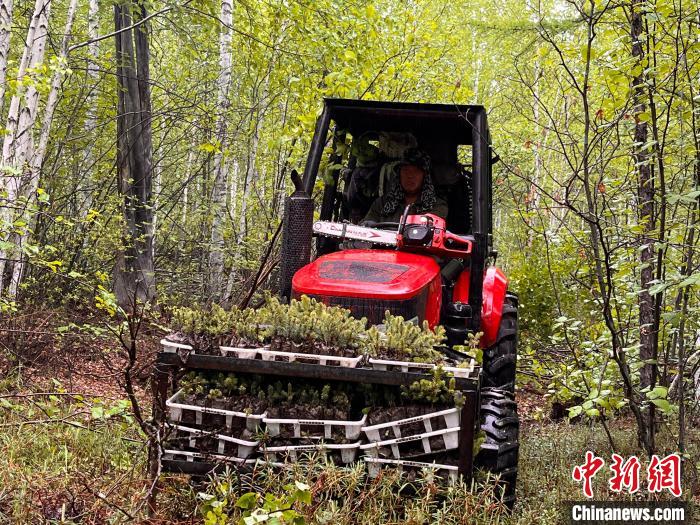 兩代護林人的綠色夢想：植此青松，成此青山