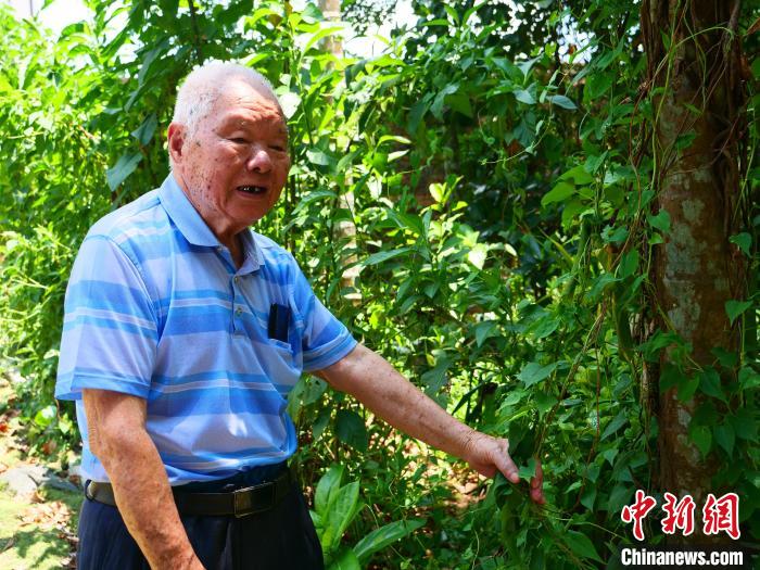 采種、育種南藥近千種九旬老人深耕南藥六十余載
