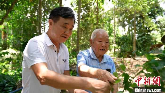 圖為鄭道錦(右)和兒子鄭立平(左)在自家藥園中查看南藥長勢?！￡愑⑶?攝