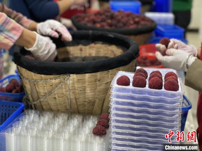 梅農(nóng)包裝楊梅?！∨R海市委宣傳部供圖