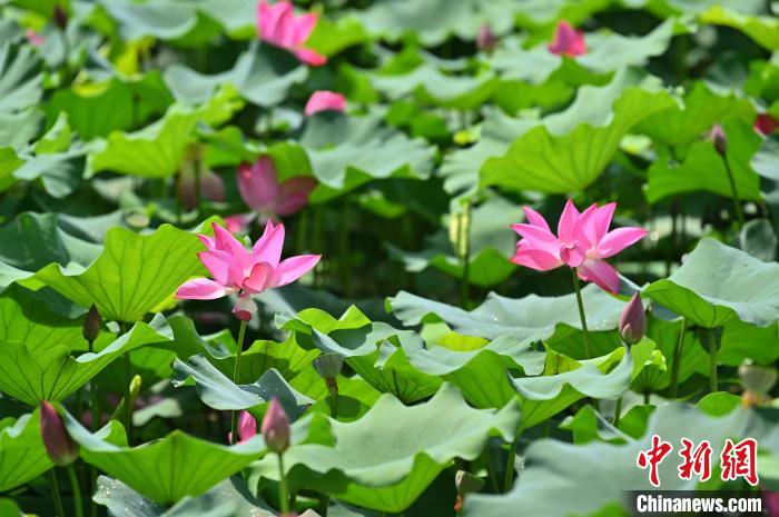 圖為貴港市港南區(qū)東津鎮(zhèn)沖口屯的荷花迎來盛花期?！∮峋?攝