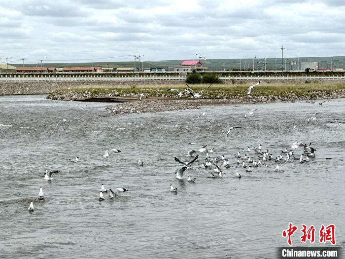 圖為青海湖北岸沙柳河魚鳥共生?！±铍h 攝