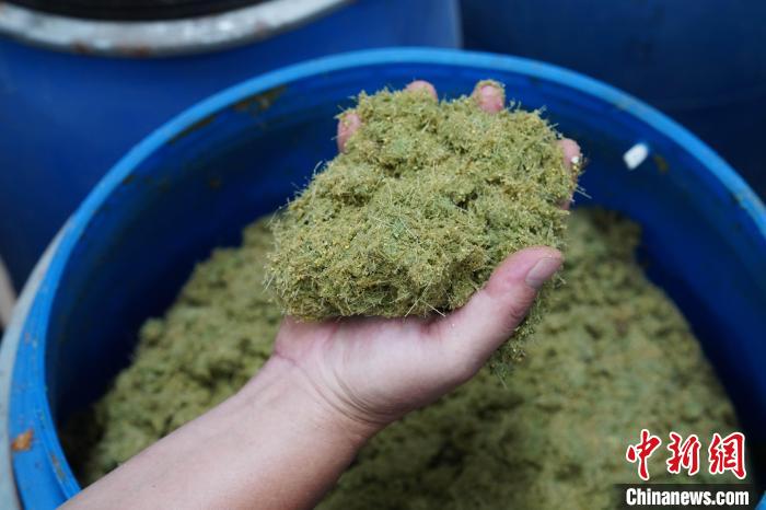 養(yǎng)牛場(chǎng)使用牧草、玉米、豆粕等制成的飼料?！⊥跻哉?攝