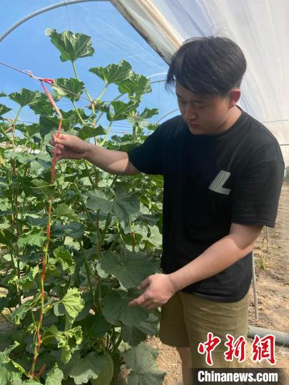 圖為“00后”新農(nóng)人趙錦畑在自家大棚檢查蜜瓜種植情況。　宋丹 　攝