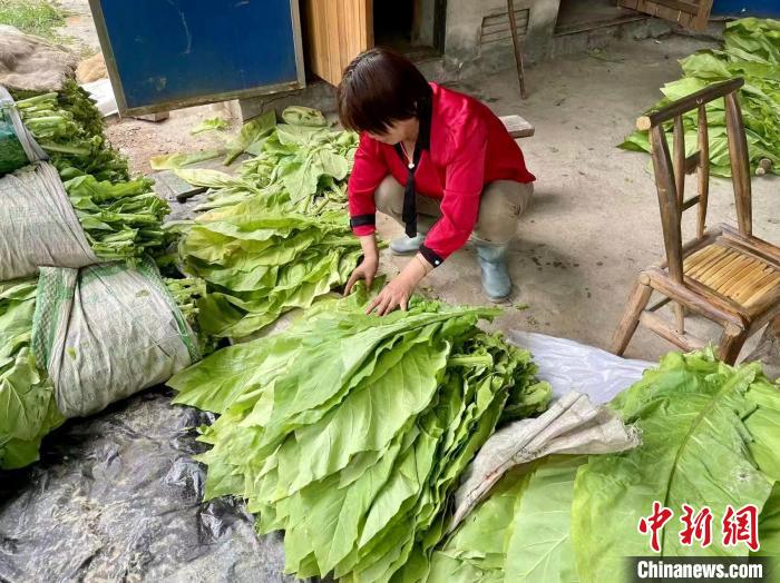 圖為江西省吉安市安?？h寮塘鄉(xiāng)中心煙站的工作人員正在熟練地對(duì)煙葉進(jìn)行分級(jí)?！±顦纺?攝