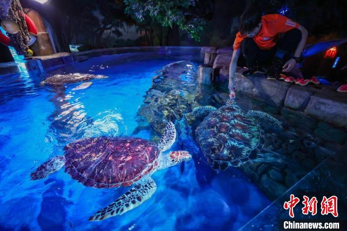 萌化了！南京海底世界海洋動物花式消暑“逍遙”度夏