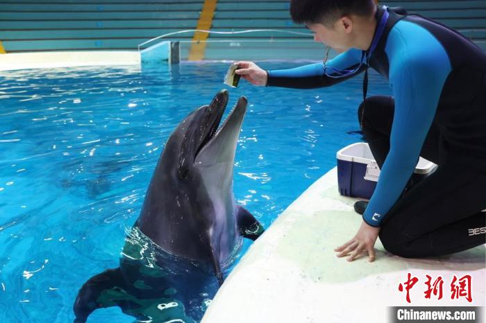 飼養(yǎng)員給海豚喂食特制的營養(yǎng)“果凍”。　泱波 攝
