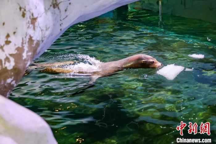 降溫冰塊放置水中，海獅盡享清涼?！°蟛?攝