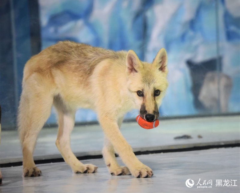 世界首只克隆北極狼亮相哈爾濱極地公園。（圖源：人民網(wǎng)）