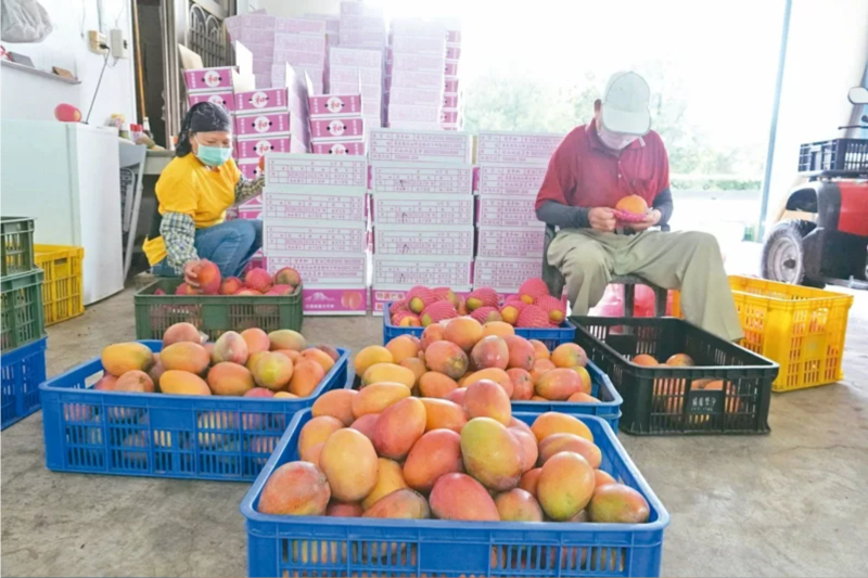 大陸國臺辦昨天宣布，自昨日起暫停臺灣芒果輸陸，引起兩岸關(guān)注。圖為農(nóng)民將盛產(chǎn)成熟的愛文芒果採摘下來，送到產(chǎn)銷班分級、包裝。本報(bào)資料照片 聯(lián)合報(bào)