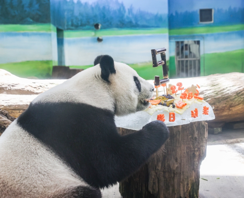 臺北市立動物園的大貓熊「圓圓」30日歡度19歲生日，保育員絞盡腦汁，運(yùn)用大貓熊的日常食物制作專屬的「蛋糕」，為了給「圓圓」一個生日驚喜。（圖／記者羅永銘攝影）.jpg