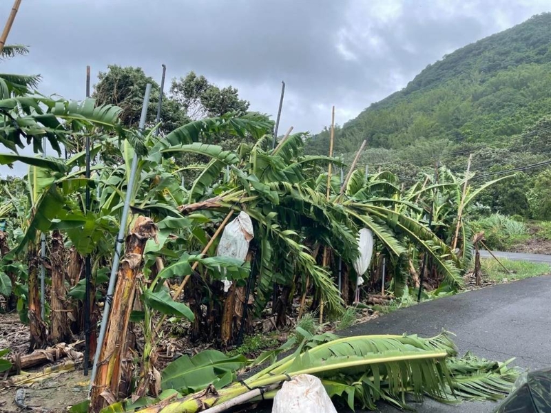 旗山區(qū)柯姓香蕉農指出，這次?？麖婏L暴雨造成香蕉樹傾倒嚴重。（林雅惠攝）