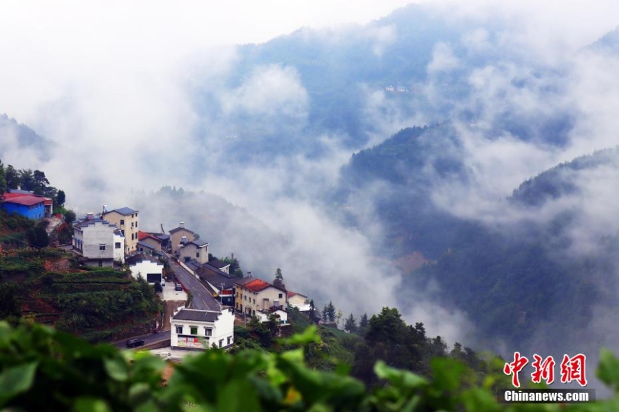 三峽壩區(qū)：“云海茶谷”風(fēng)景美如畫