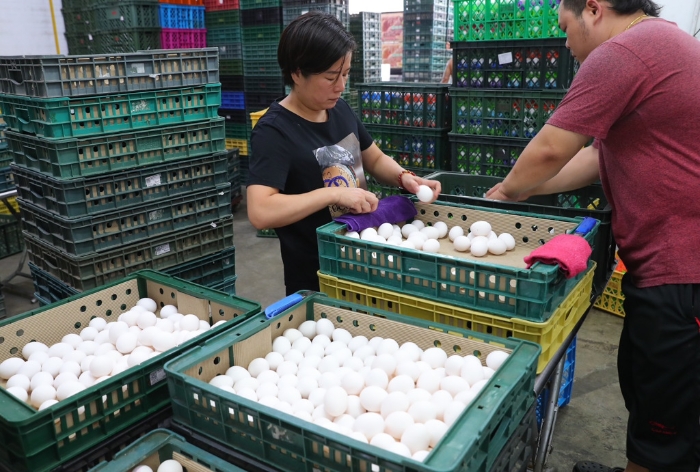 圖為臺灣蛋行員工正在仔細(xì)挑蛋。 圖片來源：臺灣“中時(shí)新聞網(wǎng)”