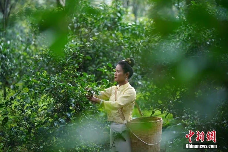 圖為景邁山茶農正在采摘茶葉。中新社記者 劉冉陽 攝