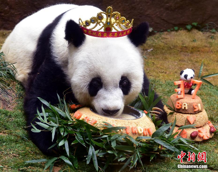 資料圖：2017年1月18日，37歲“巴斯”獲最長壽圈養(yǎng)大熊貓世界紀(jì)錄并慶生。<a target='_blank' href='/'>中新社</a>記者 劉可耕 攝