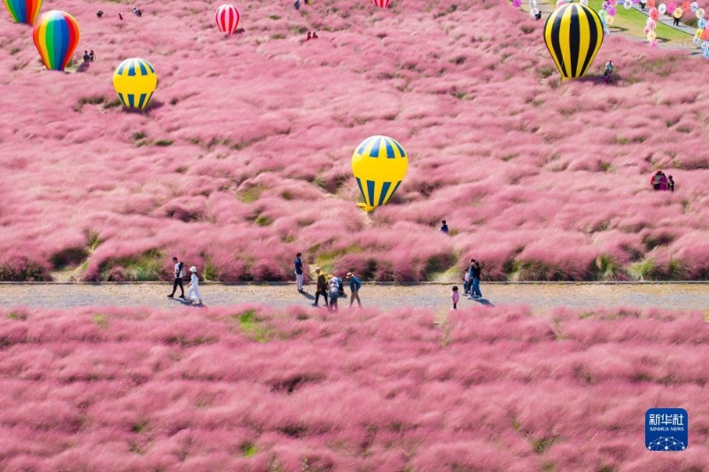 10月5日，在江蘇省南京八卦洲陌上花渡，游人在粉黛亂子草叢中游玩（無人機照片）。（圖源：新華社）