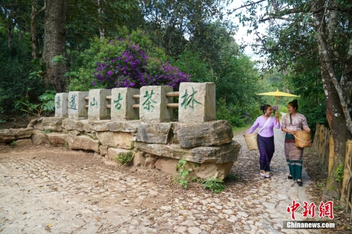 普洱景邁山古茶林文化景觀位于中國(guó)云南省普洱市瀾滄拉祜族自治縣惠民鎮(zhèn)。<a target='_blank' href='/'>中新社</a>記者 劉冉陽(yáng) 攝