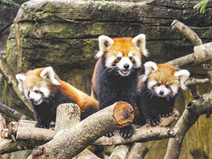 臺北市立動物園小貓熊。圖片來源：臺灣《中國時報》 臺北市立動物園提供